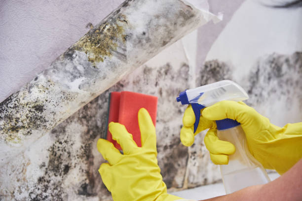 Best Environmental Consulting for Mold Prevention in Warrensburg, IL